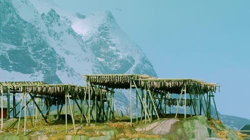 PANNING shot R2L of stockfish drying on wooden racks in winter, Reine, Norway