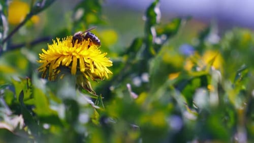 Bee on Dandelion Gathering Pollen in Close Up