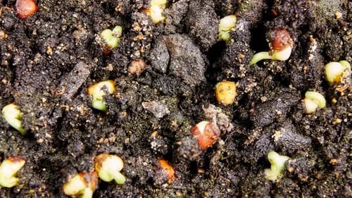 Mung beans germination on black background