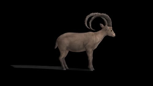 Goat Ibex Idle
