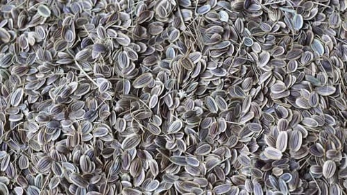 Rotation Fennel Seeds