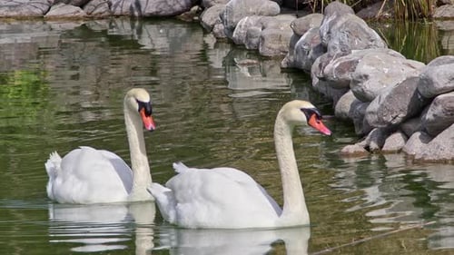 Two White Swans Floating In Green Watery Forest Lake 4