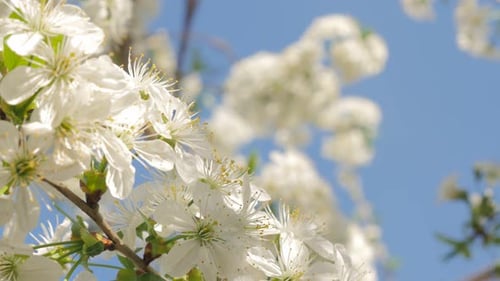 Prunus cerasus Blütenzweig vor blauem Himmel 4K 2160p UltraHD langsam kippendes Video - Kirschbaum