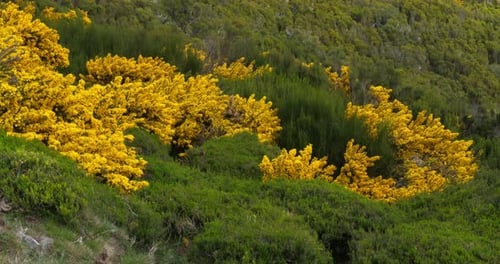 Madeira Dyer's greenweed, genista maderensis, Madeira Island in Portugal, Real Time 4K