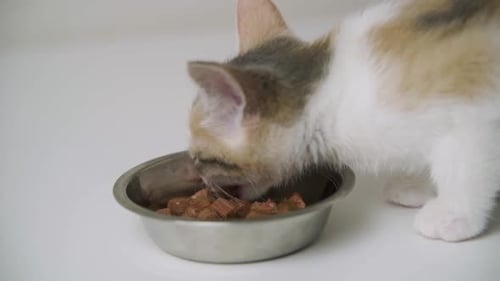 Cute Kitten Eating Wet Food from a Bowl