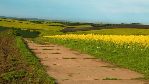 Clouds are Running over Flowering Fields