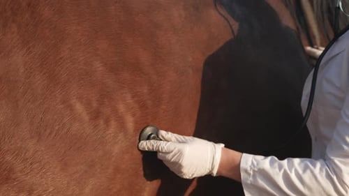 Young Adult Veterinarian Examines Horse with Stethoscope