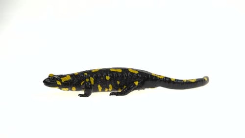 Fire Salamander Sits on a White Background