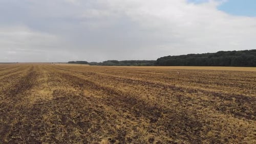 Aerial drone view of white storks feeding on plowed by tractor agricultural field.