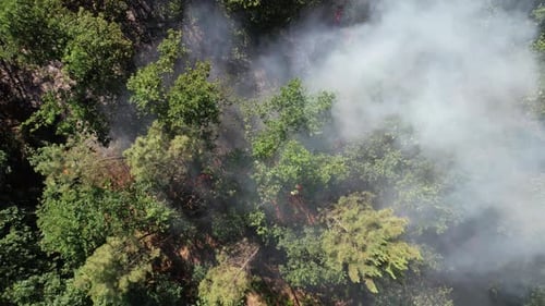 Environmental Damage. Natural Disaster