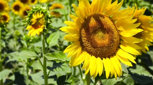 sunflowers swaying in the wind in the flower field
