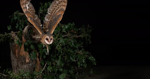 900207 Barn Owl, tyto alba, Adult in flight, Normandy, Slow Motion 4K