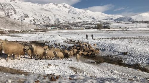 Sheep Walking