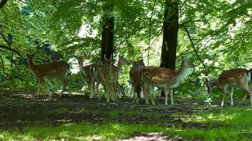 Herd of deer in the forest of Arhus