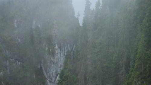 Misty Forest Landscape with Evergreen Trees