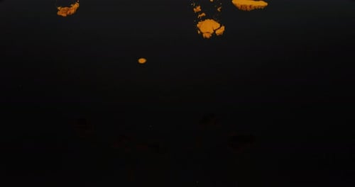 Cúrcuma, cúrcuma longa, polvo que cae sobre fondo negro, especias indias, cámara lenta 4K