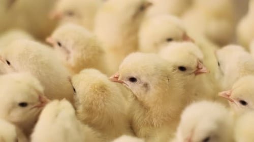 The Little Yellow Chicks Stand Close Together. Chickens Are Closely Adjacent To Each Other. A Lot of