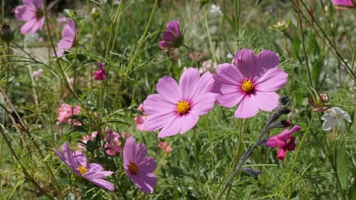 Gentle Mexican aster plant in natural environement close-up 4K 2160p 30fps UltraHD footage - Pink a