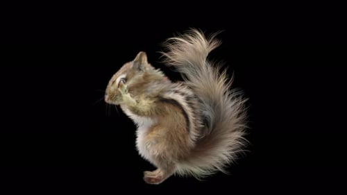 Chipmunk Tanzen 4K