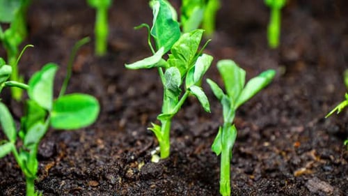 Tiny Green Sprouts Emerging from Dark Soil