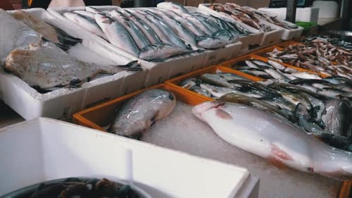 Frischer Seefisch im Eis auf der Theke des Seafood Market. Auf der Straße verkaufter Fisch.
