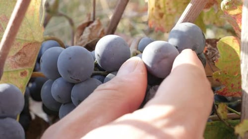 Cueillette d'une baie dans une grappe de vignes, images 4K