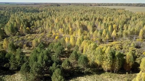 Aerial View Birch Grove Among Pine Wood Under Blue Sky