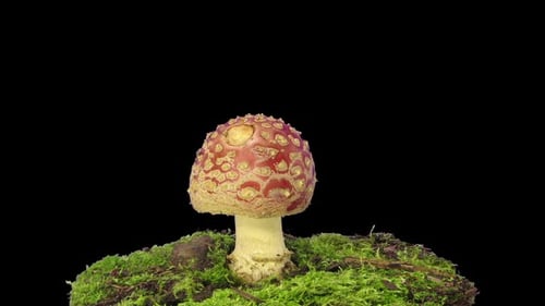 Growing Fly Agaric Mushroom on Moss Time Lapse