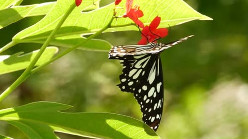 Tropical Exotic Butterfly in Jungle Rainforest Sitting on Green Leaves, Macro Close Up. Spring
