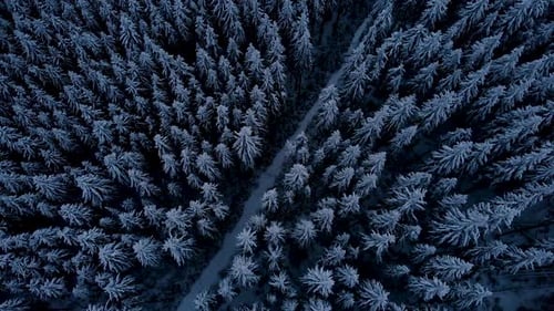 Drone Aerial Fly Above Winter Forest Unveiling Mountain Valley