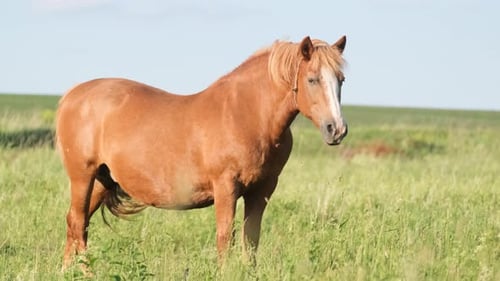 Beautiful Red Horse on a Green Pasture