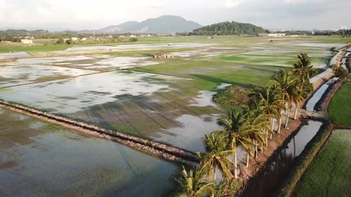 Aerial view coconut trees at paddy field at Malaysia