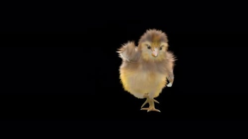 Dancing Baby Chick on Alpha Channel