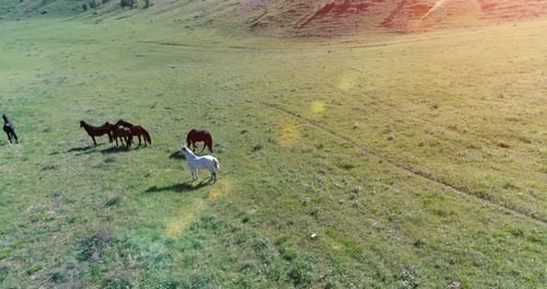 Orbitalflug in geringer Höhe über Wildpferdeherde auf dem perfekten grünen ländlichen Feld