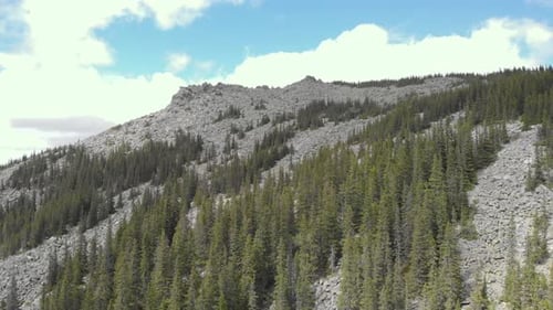Fly away from the mountain into the forest coniferous forest