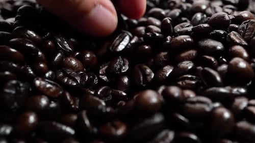 Close Up Macro Shot of Man's Hands Holding Freshly Roasted Aromatic Coffee Beans