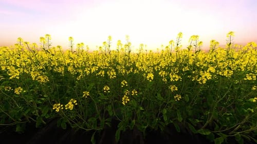 Rapssaat-Feld