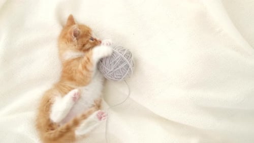 Adorable Kitten Playing with a Gray Yarn Ball