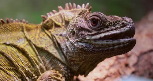 Lézard à ailerons des Philippines, lézard huppé, lézard à nageoires à voile, lézard aquatique (Hydrosaurus)