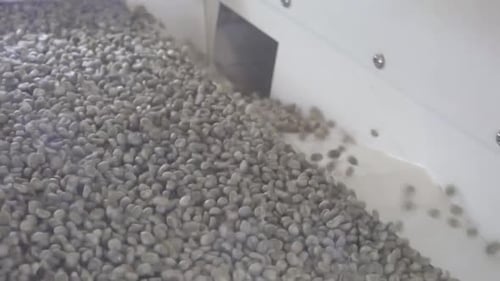 Coffee Factory
The Making Of Coffee Bean
29.97fps