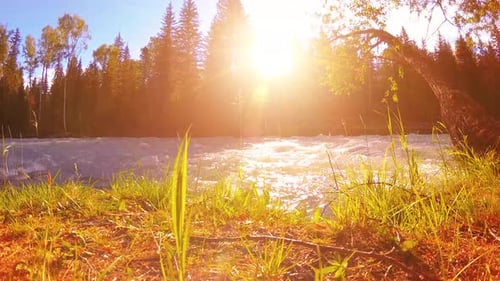 Meadow at Mountain River Bank