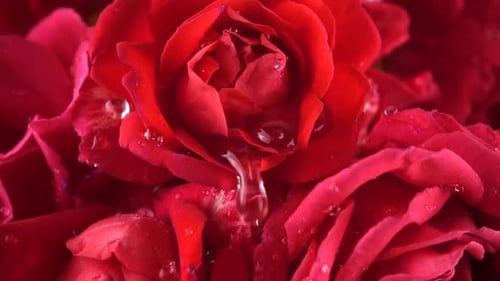 Fallende Wassertropfen auf die Knospen roter Rosen.