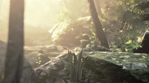 Sunshine in a Tropical Forest