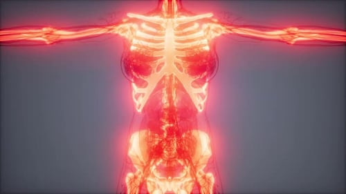 Glowing Human Skeleton and Veins Animated Medical Scan