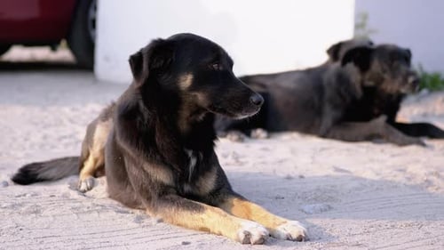 Zwei obdachlose Hunde liegen auf der Straße. Yard Guard Hunde auf dem Parkplatz