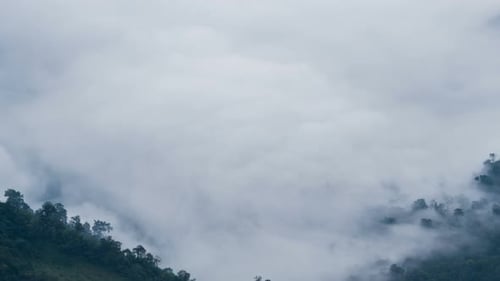 Nebel bewegt sich über Wald