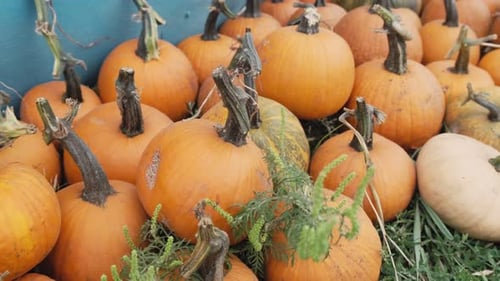 Pumpkins piled up in autumn light