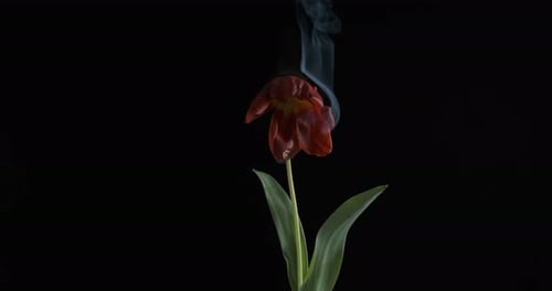 Brennende Energieblume.