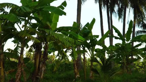 Banana And Palm Tree Plantation - panning shot