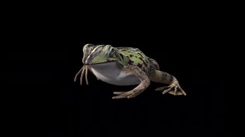 Frog Walk Front Side View